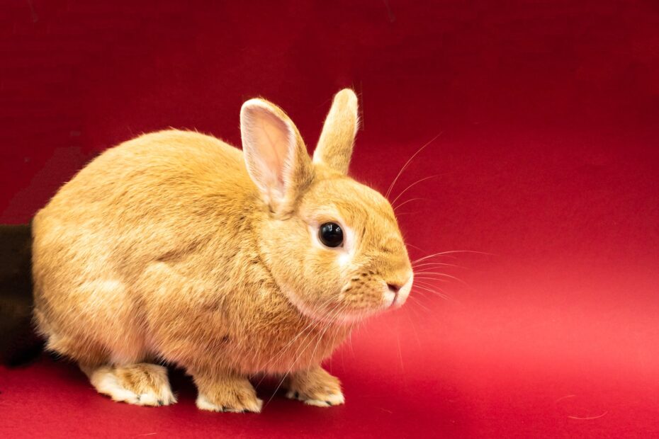Veterinary inspiration through the Year of the Rabbit!